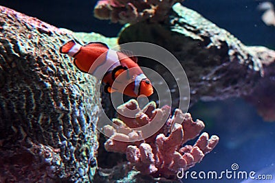 clownfish and the sea anemone Stock Photo