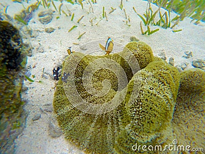 Clownfish in the underwater submarine Stock Photo