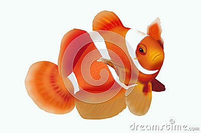 Clownfish on white background Stock Photo