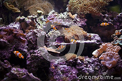 Clownfishes in Paris aquarium with anemones Stock Photo