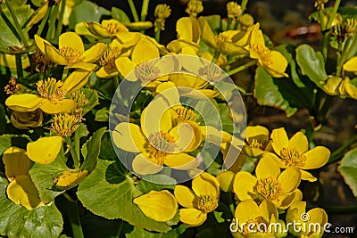 Bright yellow marsh-marigold or kingcup flowers, close up Stock Photo