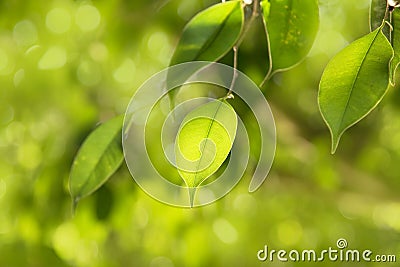 Clse up Green leaf on branch nature abstract style Stock Photo