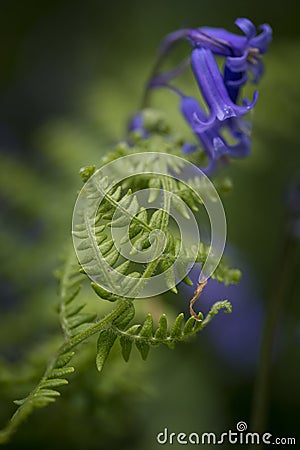 Clsoe up macro image of bluebell and new fern in Spring forest Stock Photo