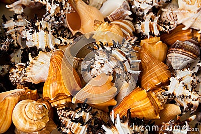 Clsoeup shot of collection of seashells Stock Photo