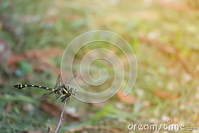 Clubtail dragonfly on the small branch Stock Photo