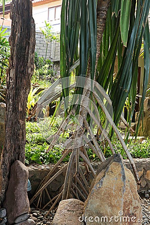 Clump and Aerial roots of Seashore Screwpine Pandanus Odorifer are growing in the tropical ornamental garden Stock Photo