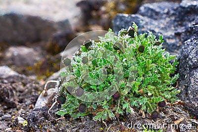 Clump of arctic poppy buds prevents penetration of ice dew Stock Photo