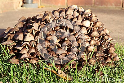 A clump of brown toadstools growing in a garden in autumn Stock Photo