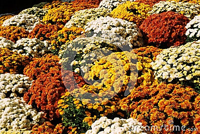 Clump of chrysanthemums Stock Photo