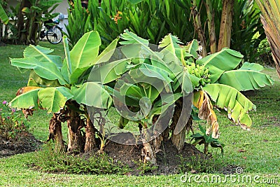 Dwarf banana tree Stock Photo