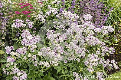 Clump forming pink Astrantia flowering plant in a garden. Stock Photo