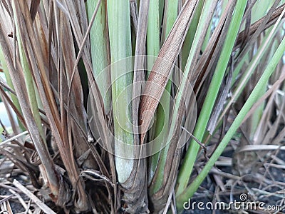 Clump of lemongrass, cymbopogon citratus plant growing on ground Stock Photo