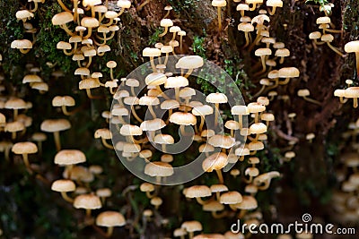 Clump of mushrooms on a rotten tree stump Stock Photo