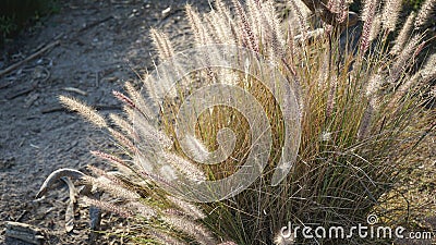 Clump of ornamental bunchgrass, Pennisetum alopecuroides blooms Stock Photo