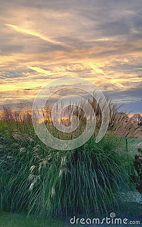 Clump of ornamental large grasses Miscanthus 'Gracillimus' Stock Photo