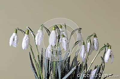 Clump of the snowdrops Stock Photo