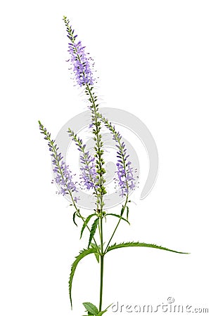 Clump speedwell flowers Stock Photo