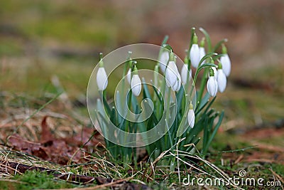 A Clump of Spring Snowdrops Stock Photo