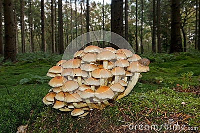 Clump of Sulphur Tuft toadstools Stock Photo