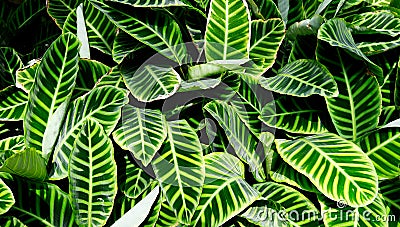 A clump of tropical Zebra plants at Wisley. Surrey Stock Photo