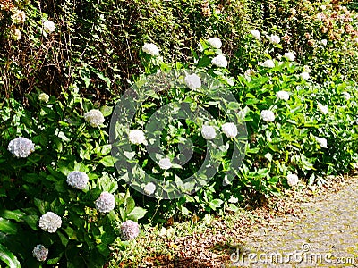 Clump of white hydrangea macrophylla hydrangea in Azores Stock Photo