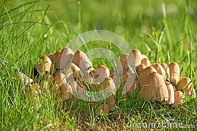 A clump of wild mushrooms growing in grass field. A bunch of young common inkcaps sprouting in the woods in spring. Raw Stock Photo