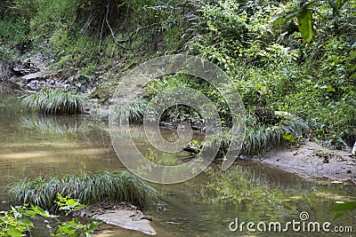 Clumps of grass in creek Stock Photo