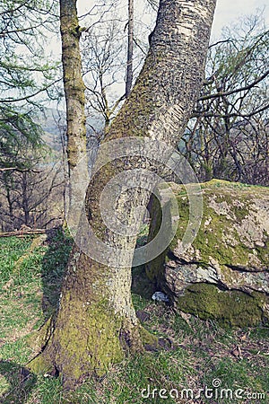 Clumps of moss on stones and trees at White Moss Walks, Lake District National Park in South Lakeland, England, UK Stock Photo