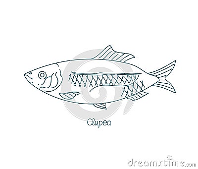 Clupea fish. Or herrings. Open paths. Editable stroke. Custom line thickness. Vector Illustration