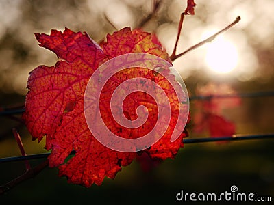 Cluse up view at carst vineyard in autumn colors at sunset. Dark red orange shadows of leaves Stock Photo