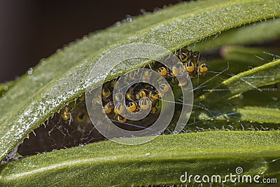 Cluster of baby garden spiders under a green leaf. Stock Photo