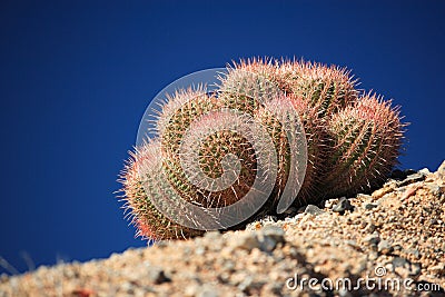 A cluster of barrel cacti, growing in the Sonoran desert. Stock Photo