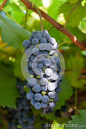 Cluster blue grapes Stock Photo