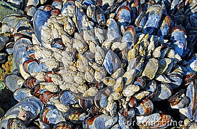 Cluster of blue mussel (Mytilus edulis) and whitie colored gooseneck barnacles (Lepus sp.) Stock Photo