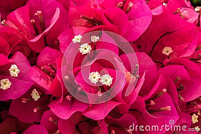 Bougainvillea blossoms clustered together, bright red petals with white centers Stock Photo