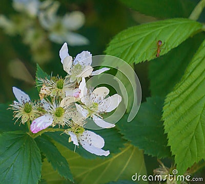 Cluster of Bristly Dewberry, Rubus hispidus Stock Photo