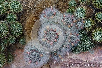 Cluster of cacti in Latin called Mammillaria bocasana Poselger with flowers and flower buds. Stock Photo