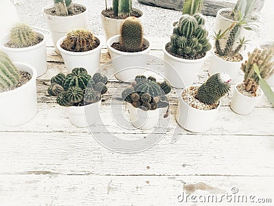 Cluster of cacti on modern white flower pot. Stock Photo