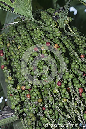 cluster of Caryota mitis fruits - round-shaped fruits. Stock Photo