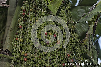 cluster of Caryota mitis fruits - round-shaped fruits. Stock Photo