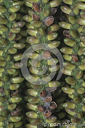 cluster of the Caryota urens fruits - elongate-shaped fruits. Stock Photo