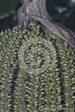 cluster of the Caryota urens fruits - elongate-shaped fruits. Stock Photo