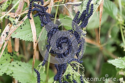 Cluster of caterpillars butterfly peacock devouring nettle leaves Stock Photo