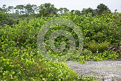 Cluster of Cocoplum in Florida Stock Photo