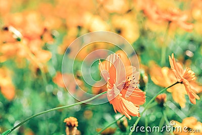 A Cluster of Cosmic Yellow Cosmos Flower Stock Photo