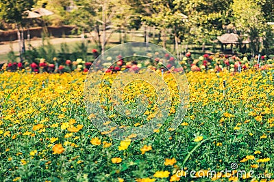 A Cluster of Cosmic Yellow Cosmos Flower Stock Photo