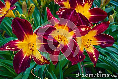 deep maroon and yellow daylilies Stock Photo