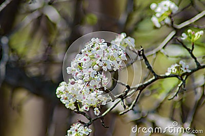 Cluster of Downy Serviceberry Flowers Stock Photo