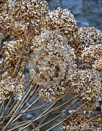 Cluster of dried hydrangea flowers Stock Photo