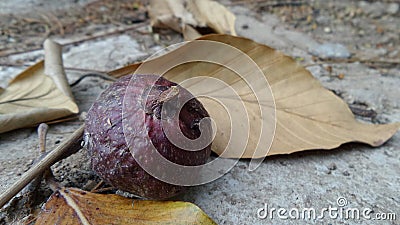 Cluster fig fruit and leaves in Thailand Stock Photo